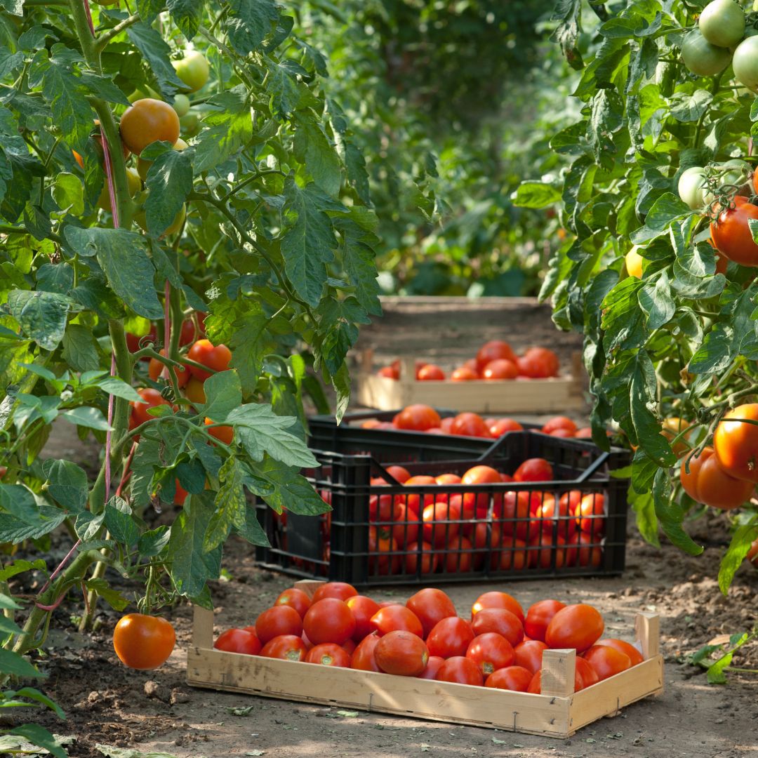 有機トマト缶 カット|完熟トマト|G-veggieマーケット|オーガニック 